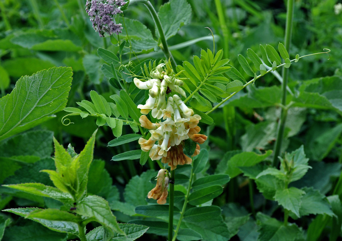 Image of Vicia balansae specimen.