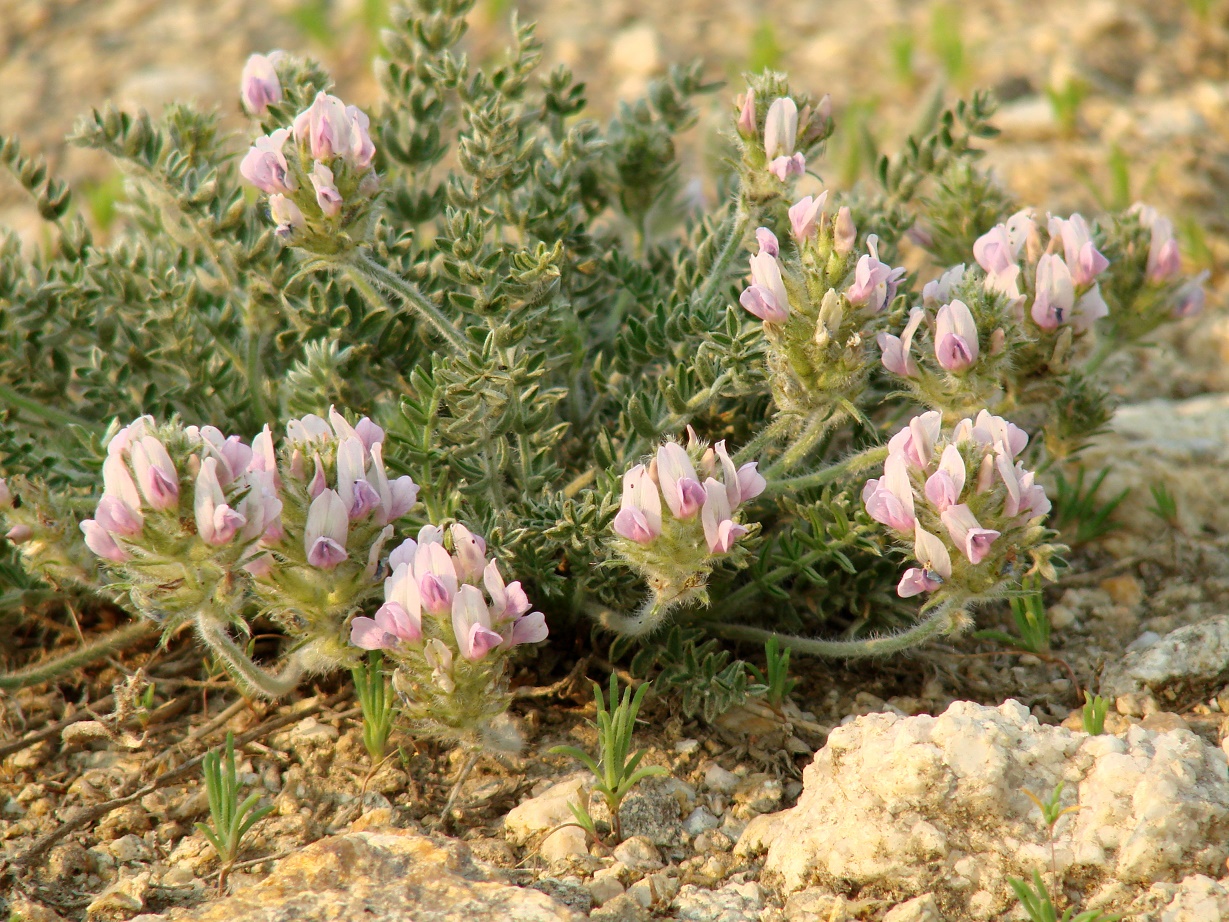 Изображение особи Oxytropis turczaninovii.