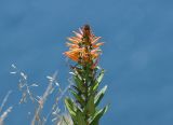 Lobelia excelsa