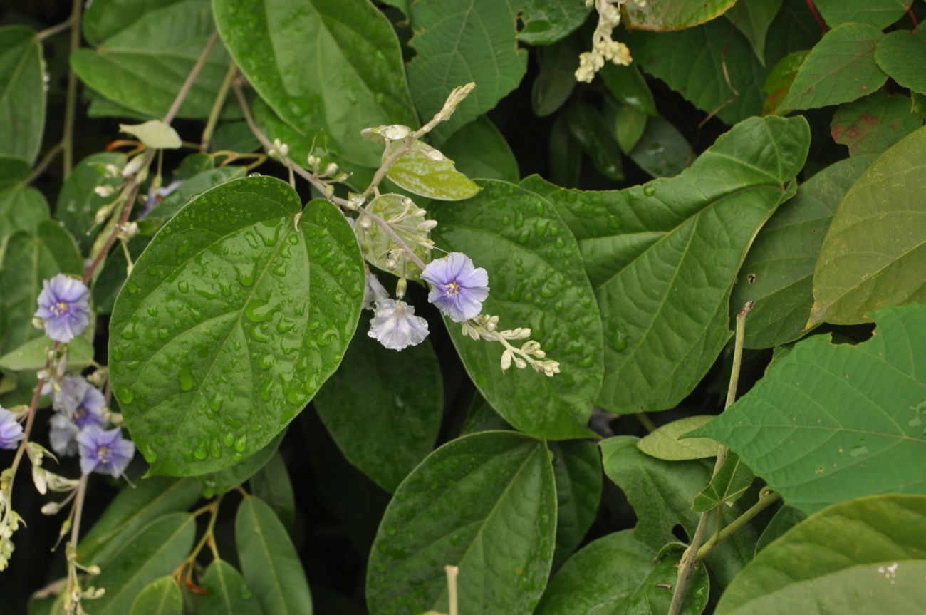 Изображение особи Tridynamia sinensis.