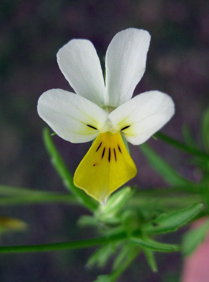 Image of Viola tricolor specimen.