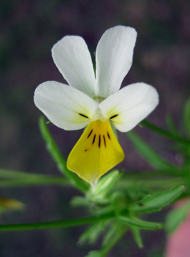 Изображение особи Viola tricolor.