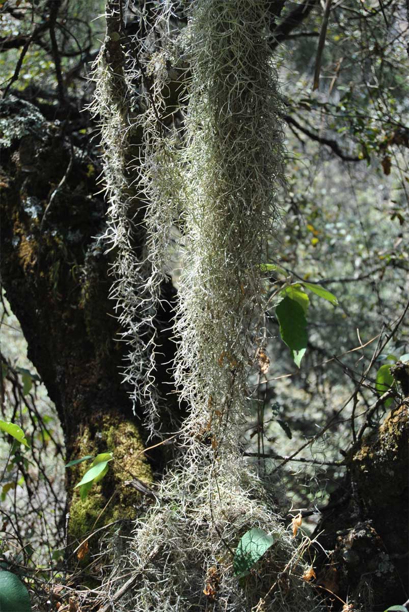 Image of Tillandsia usneoides specimen.