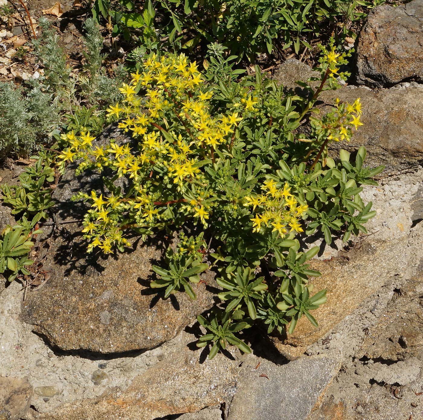 Изображение особи Aizopsis hybrida.