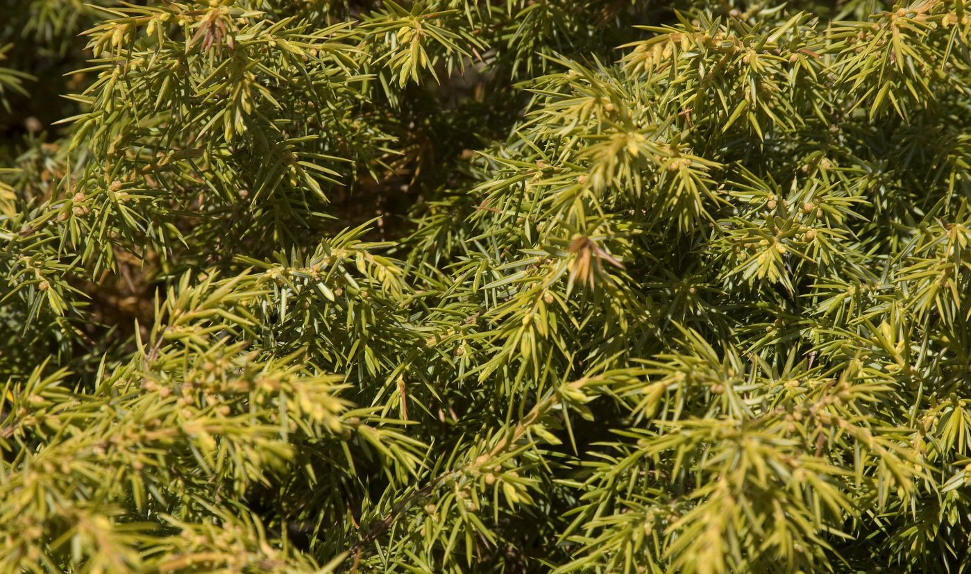 Image of Juniperus hemisphaerica specimen.