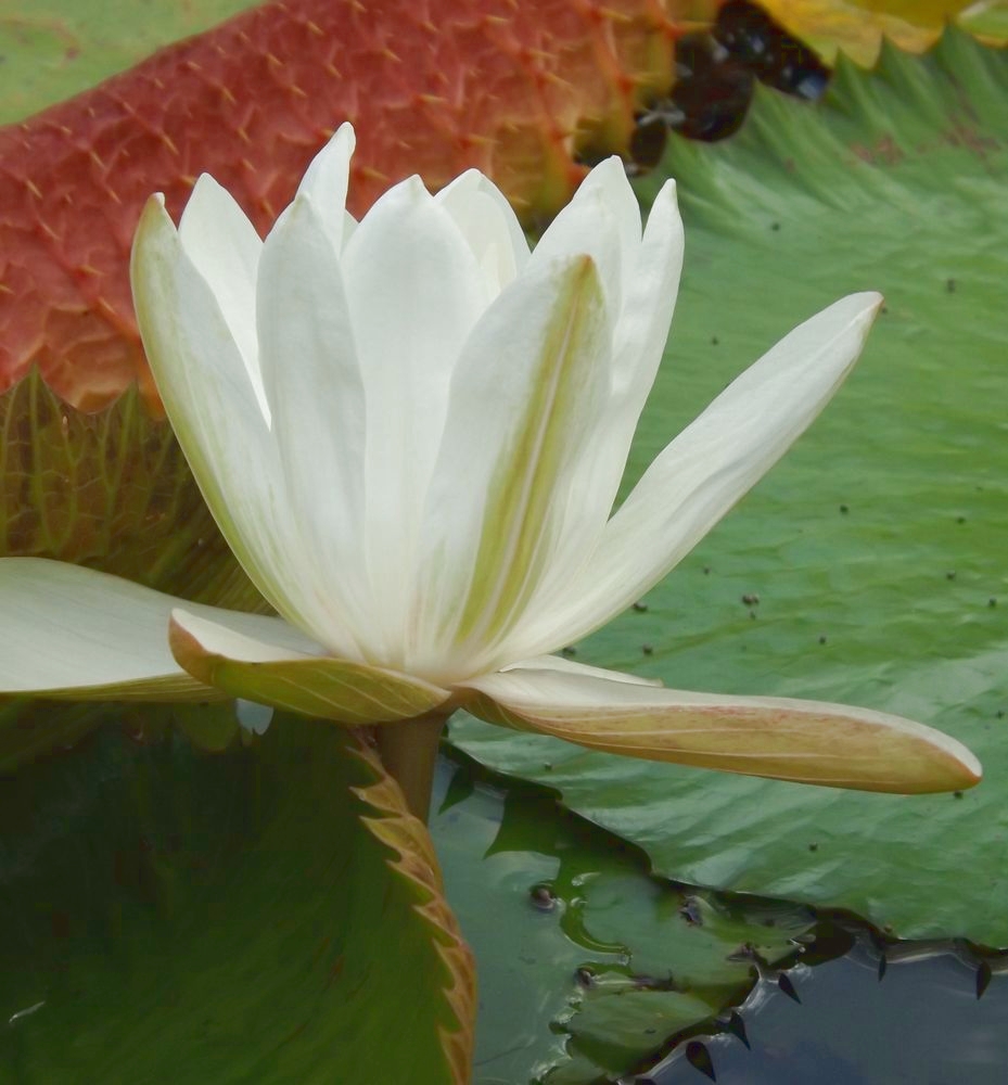 Изображение особи Nymphaea colorata.