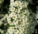 Spiraea × cinerea. Цветки. Нижний Новгород, Нижегородский кремль, в культуре. 16.05.2018.