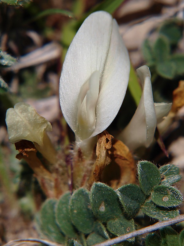 Image of Astragalus humilis specimen.