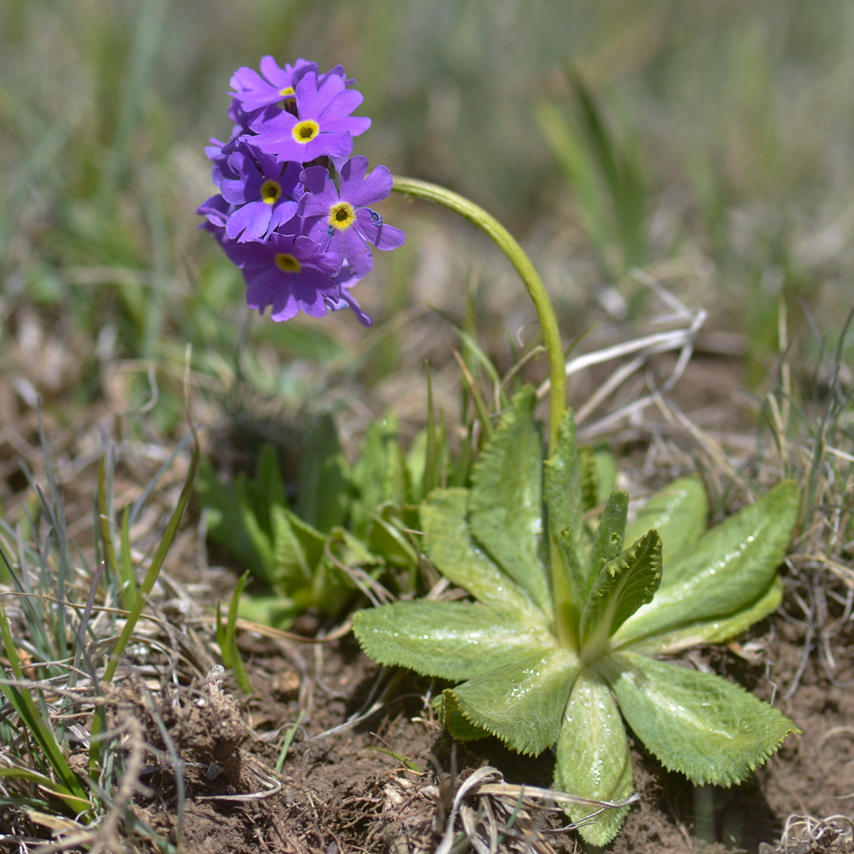 Изображение особи Primula algida.