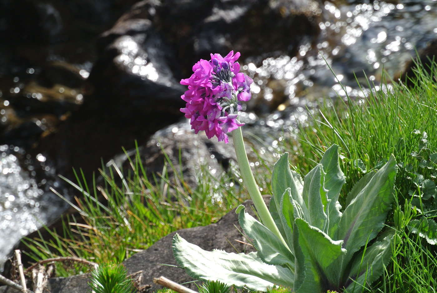 Изображение особи Primula turkestanica.