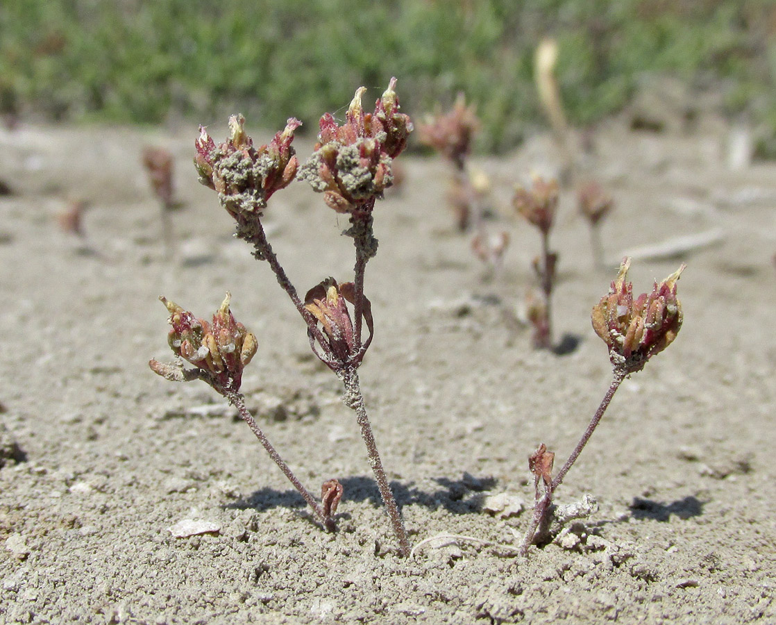 Image of Frankenia pulverulenta specimen.