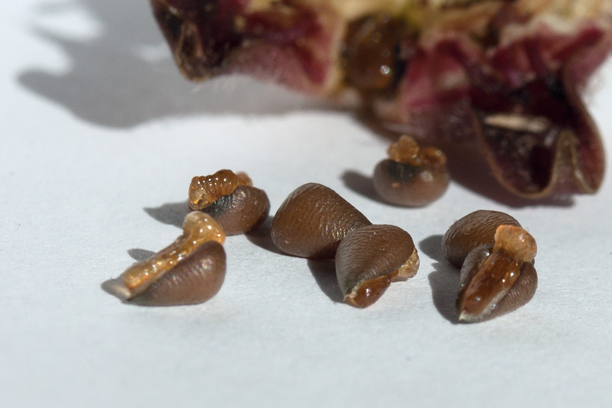 Image of Asarum europaeum specimen.