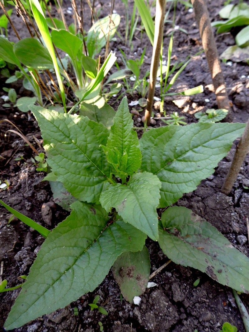 Image of Campanula rapunculoides specimen.