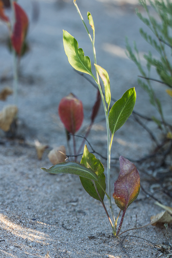 Изображение особи Lepidium latifolium.