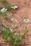 Richteria pyrethroides