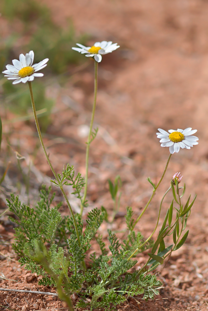 Image of Richteria pyrethroides specimen.