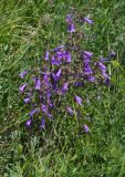 Campanula sibirica