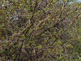 Berberis vulgaris. Средняя часть кроны с распускающимися листьями. Северная Осетия, Алагирское ущелье, Нарская котловина, окр. пос. Нар, склоны Бокового хребта, 1730 м н.у.м. 07.05.2010.