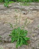 Capsella bursa-pastoris