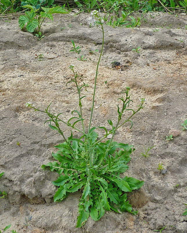 Image of Capsella bursa-pastoris specimen.