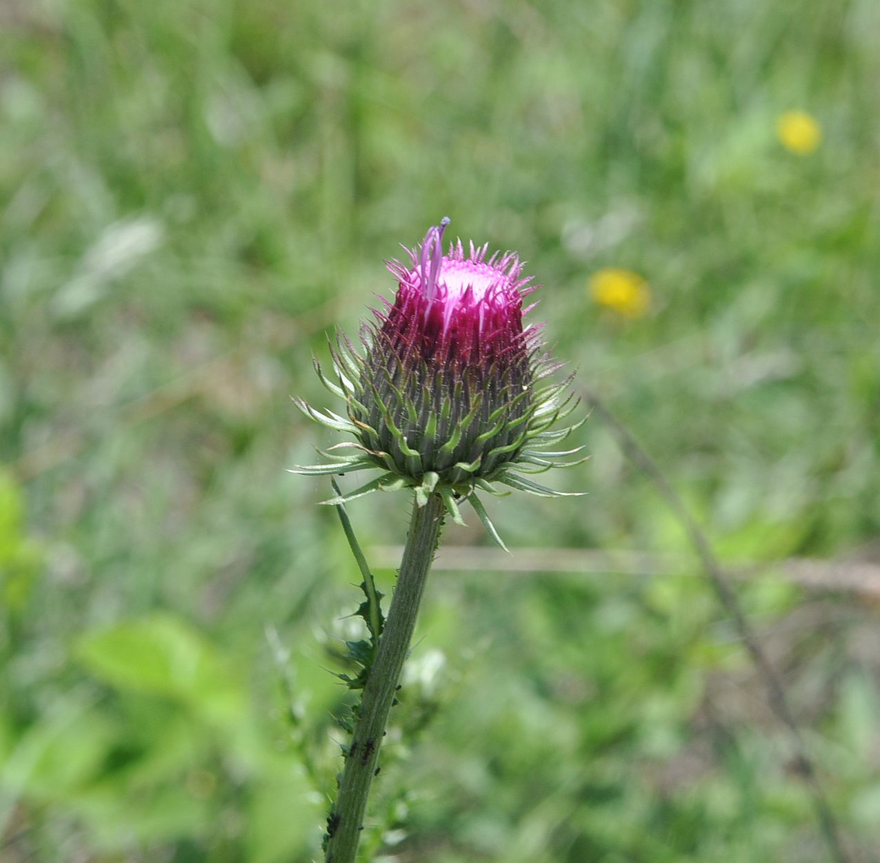 Image of genus Carduus specimen.