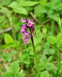 Dactylorhiza подвид georgica