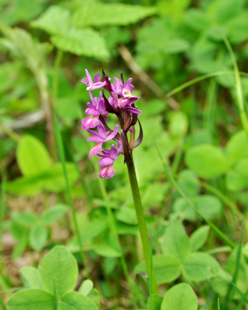 Изображение особи Dactylorhiza romana ssp. georgica.