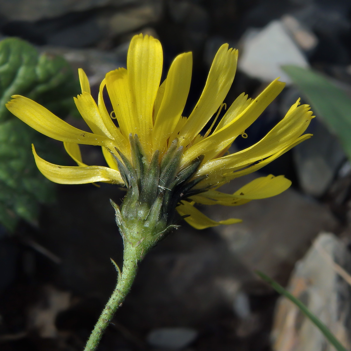 Изображение особи род Hieracium.