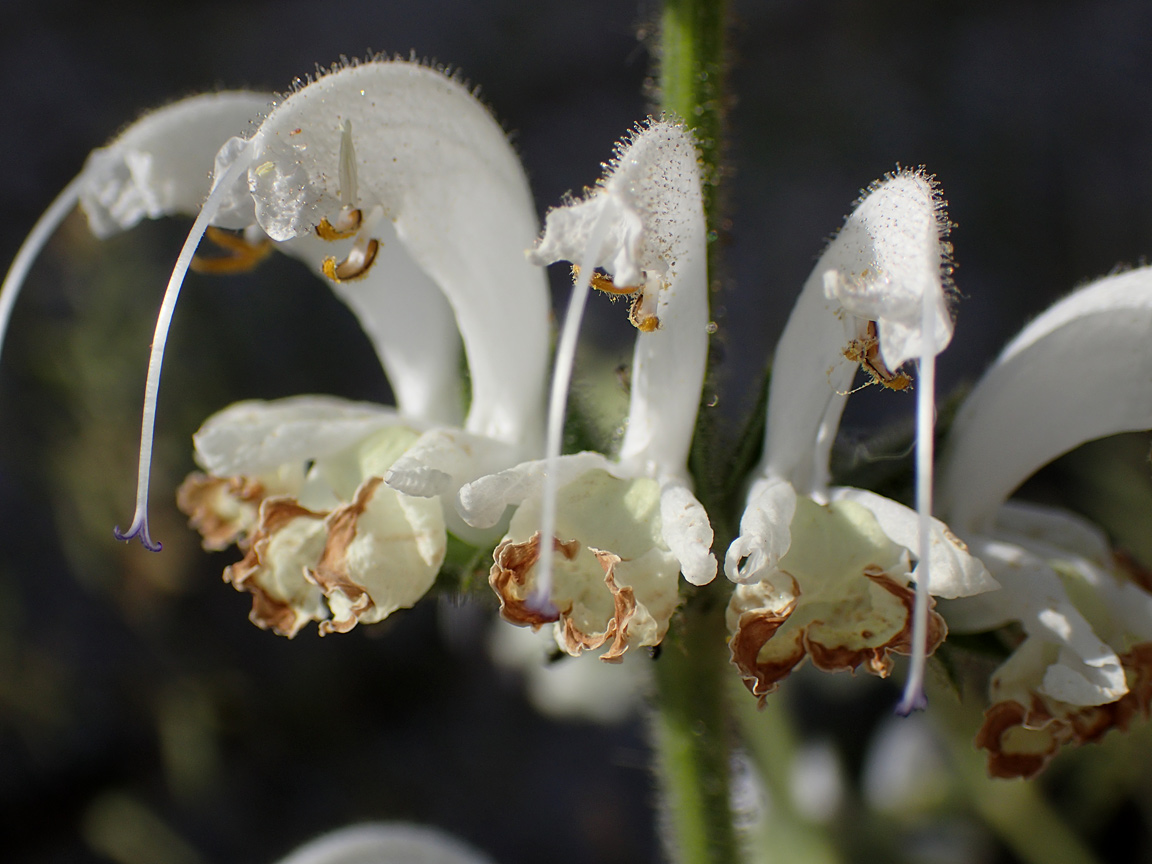 Изображение особи Salvia argentea.