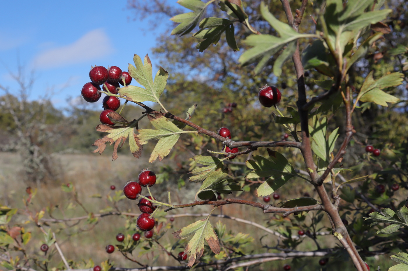 Изображение особи Crataegus × tournefortii.