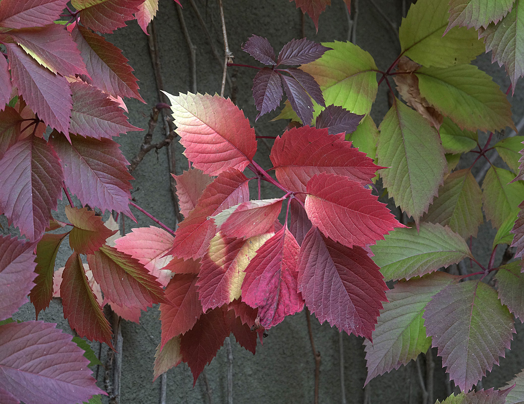 Image of Parthenocissus quinquefolia specimen.