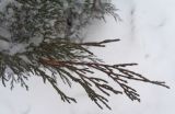 Juniperus sabina. Верхушка веточки. Тверская обл., г. Тверь, Заволжский р-н, около частного дома, в культуре. 9 декабря 2018 г.