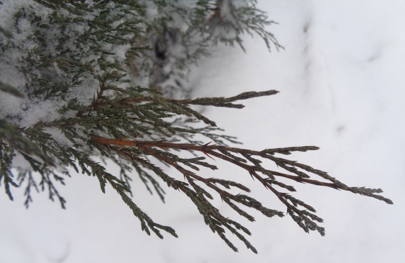 Image of Juniperus sabina specimen.