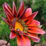 Gazania rigida