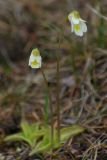 Pinguicula alpina