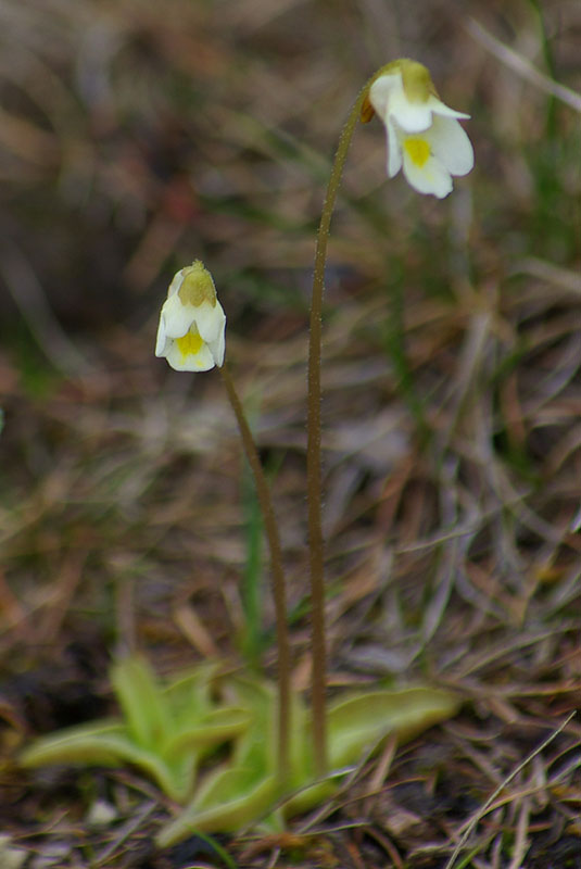 Image of Pinguicula alpina specimen.