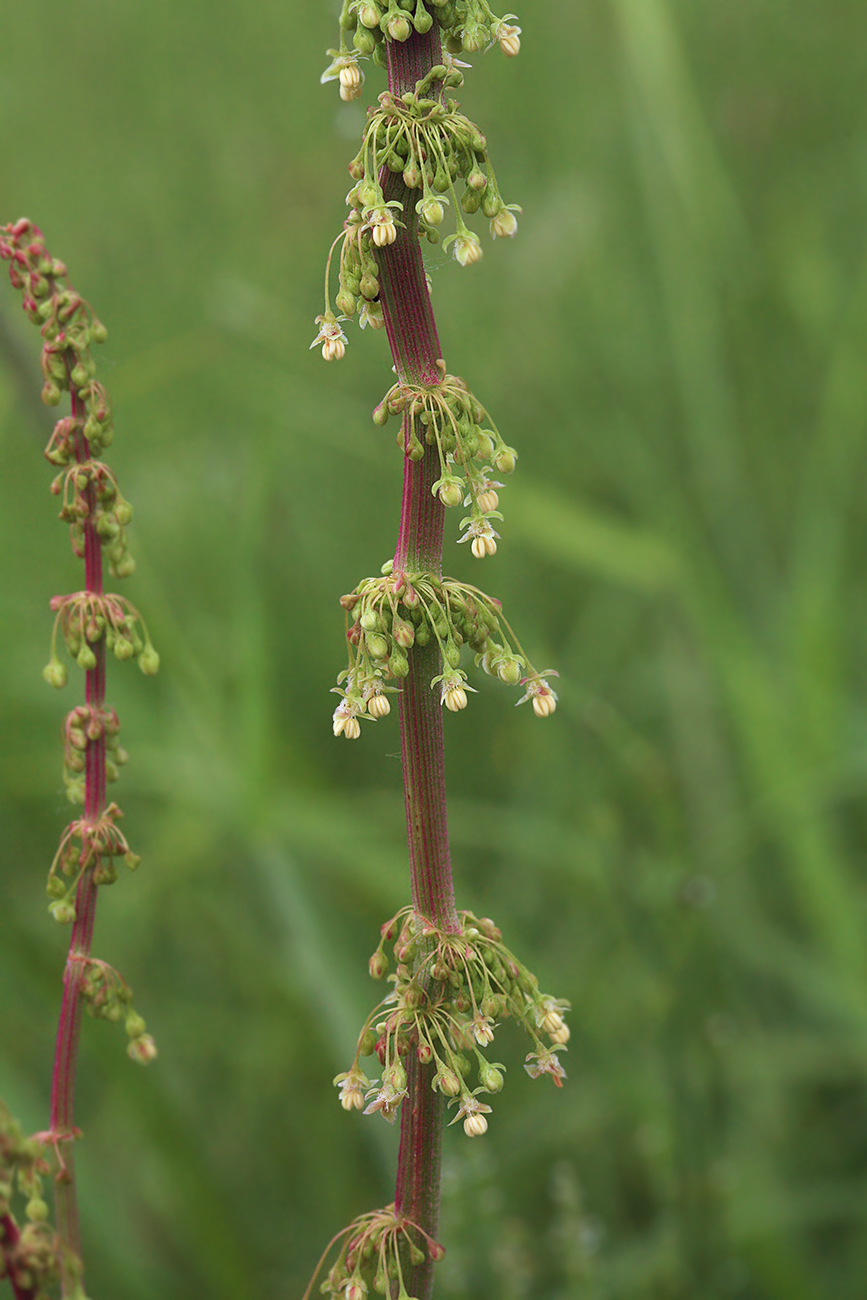 Изображение особи Rumex gmelinii.