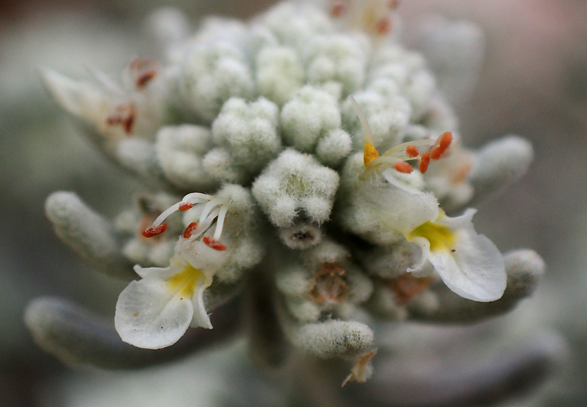 Изображение особи Teucrium capitatum.