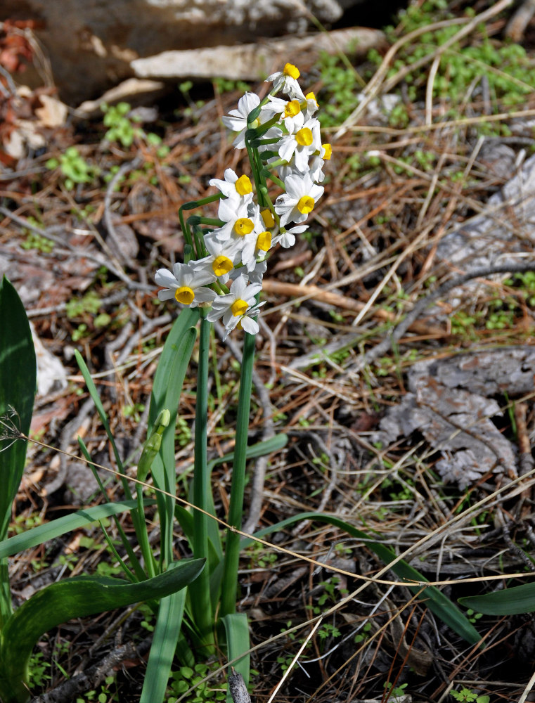 Изображение особи Narcissus tazetta.