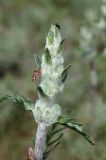 Phlomoides iliensis