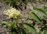 Sambucus sibirica. Верхушка побега с соцветием. Якутия, Алданский р-н, г. Алдан, около домов. 12.06.2016.