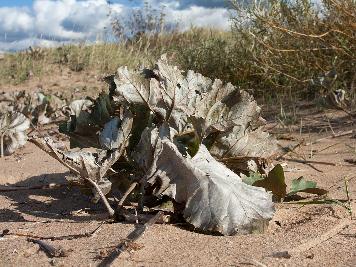 Image of Petasites spurius specimen.