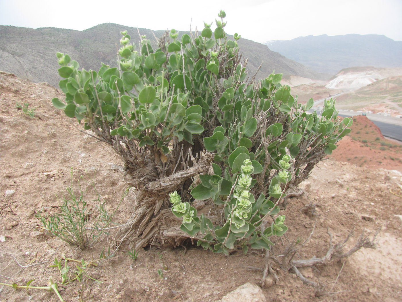 Image of Otostegia bucharica specimen.