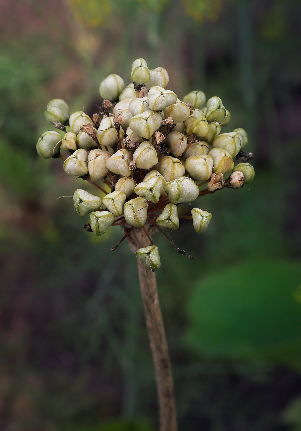 Изображение особи род Allium.