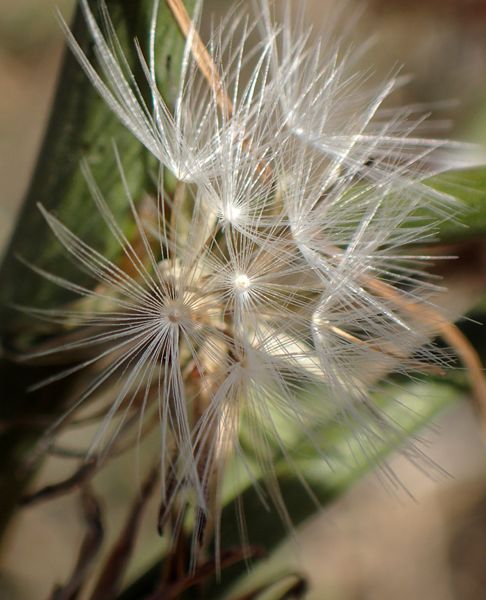 Image of Chondrilla juncea specimen.