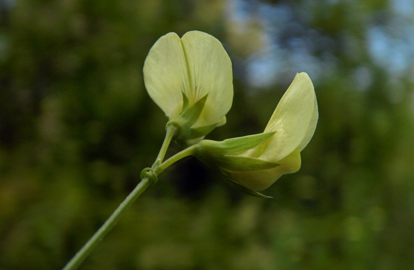 Image of Lathyrus aphaca specimen.