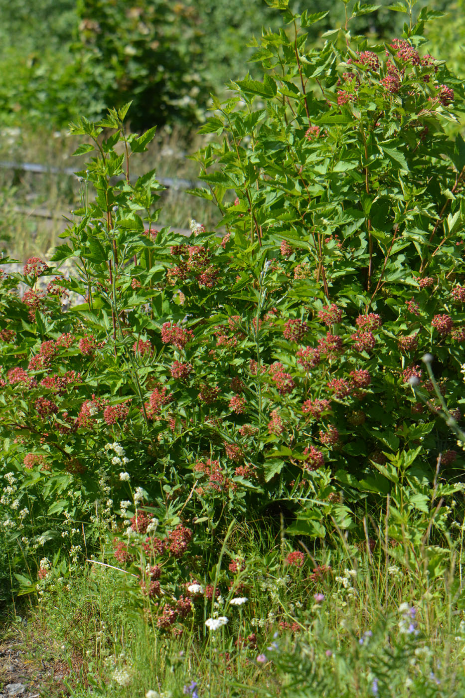 Image of Physocarpus opulifolius specimen.