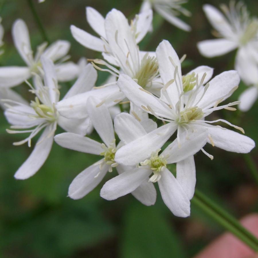 Изображение особи Clematis recta.