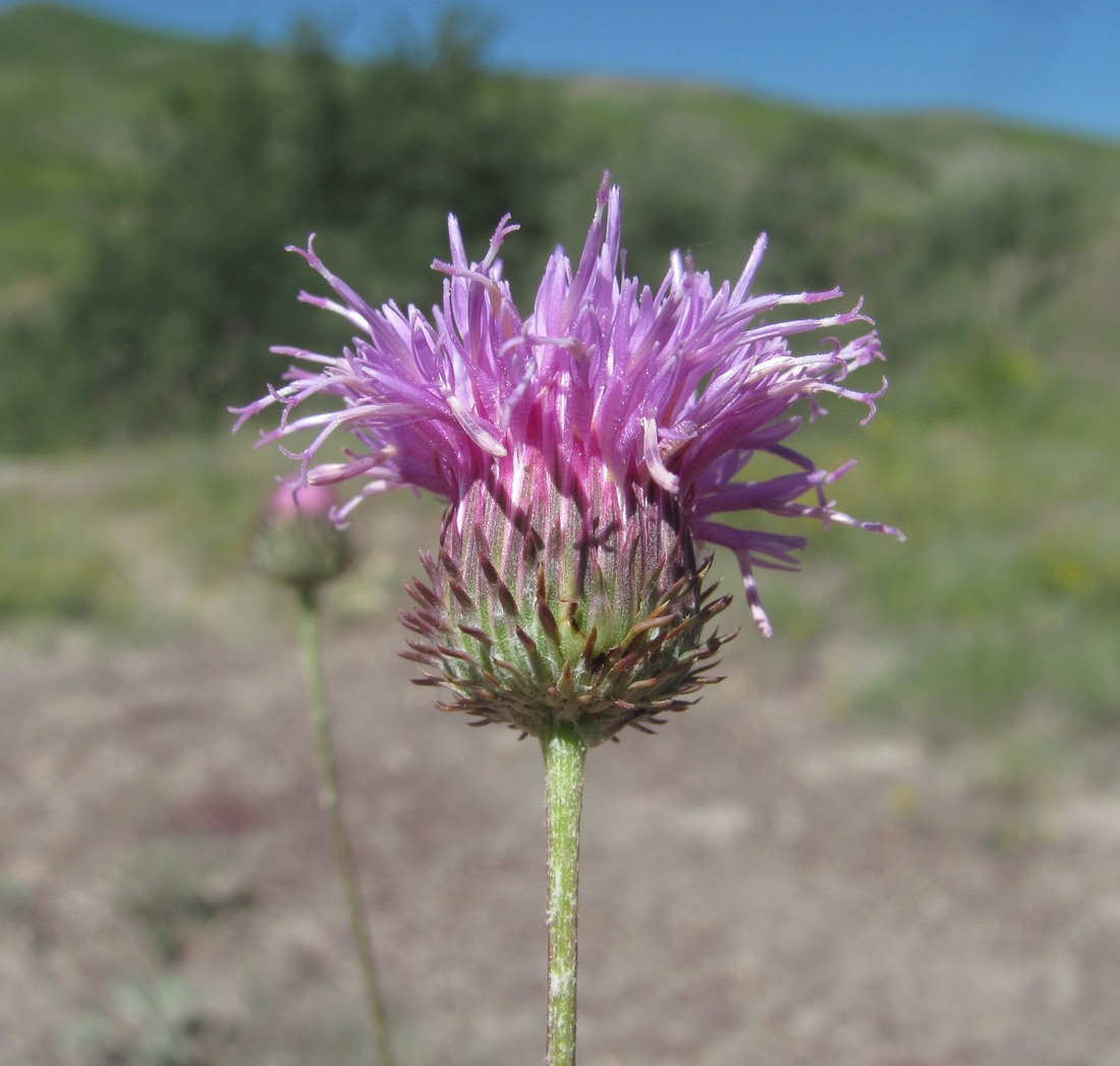 Image of Jurinea alata specimen.