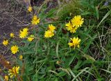 Hieracium umbellatum. Цветущие растения. Челябинская обл., Саткинский р-н, хребет Зюраткуль, ≈ 1100 м н.у.м., у подножия скалы. 31.07.2019.